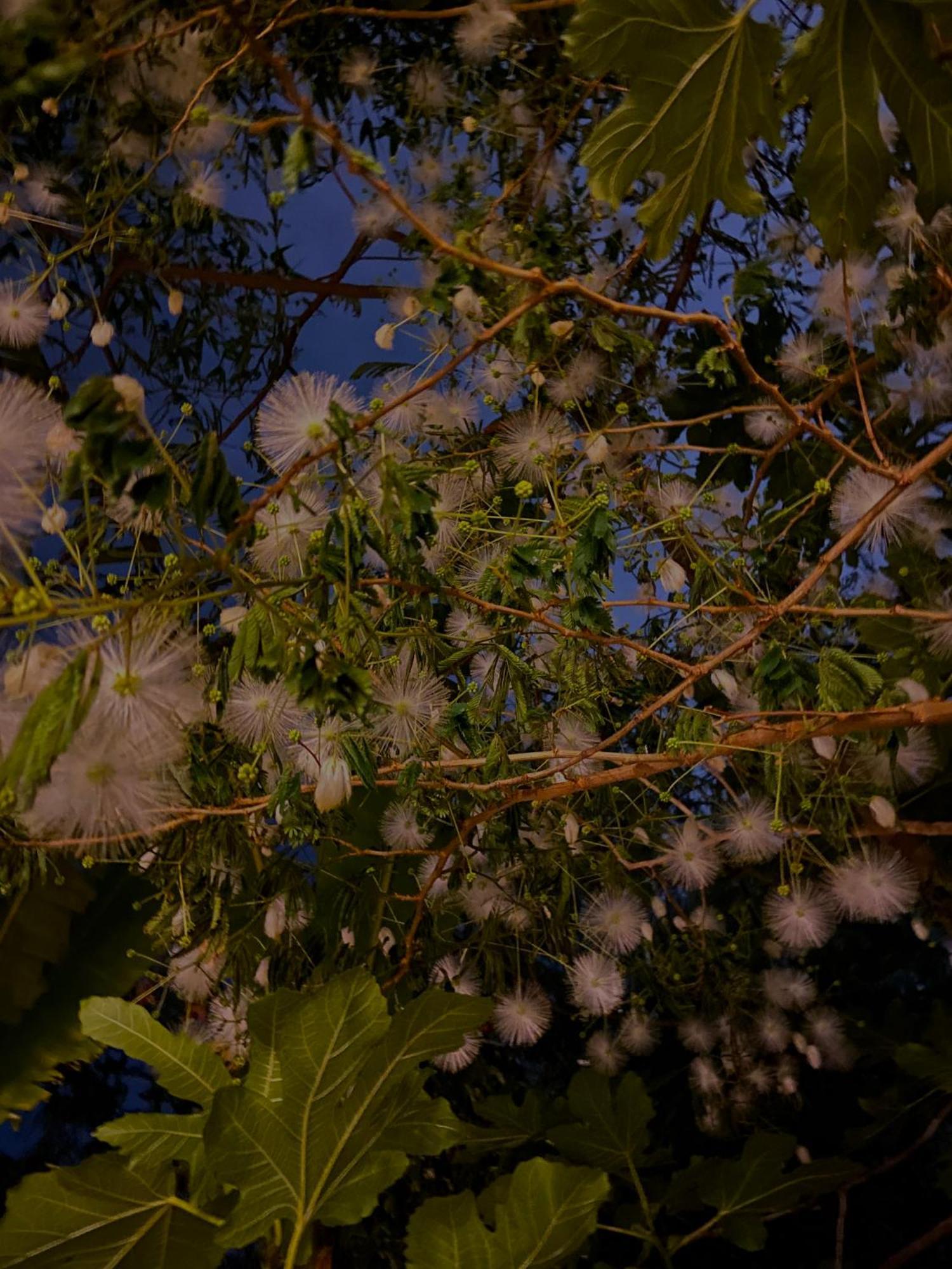 Kamagasaki University Of The Arts Cafe Garden Guest House Aka Cocoroom 大阪 外观 照片